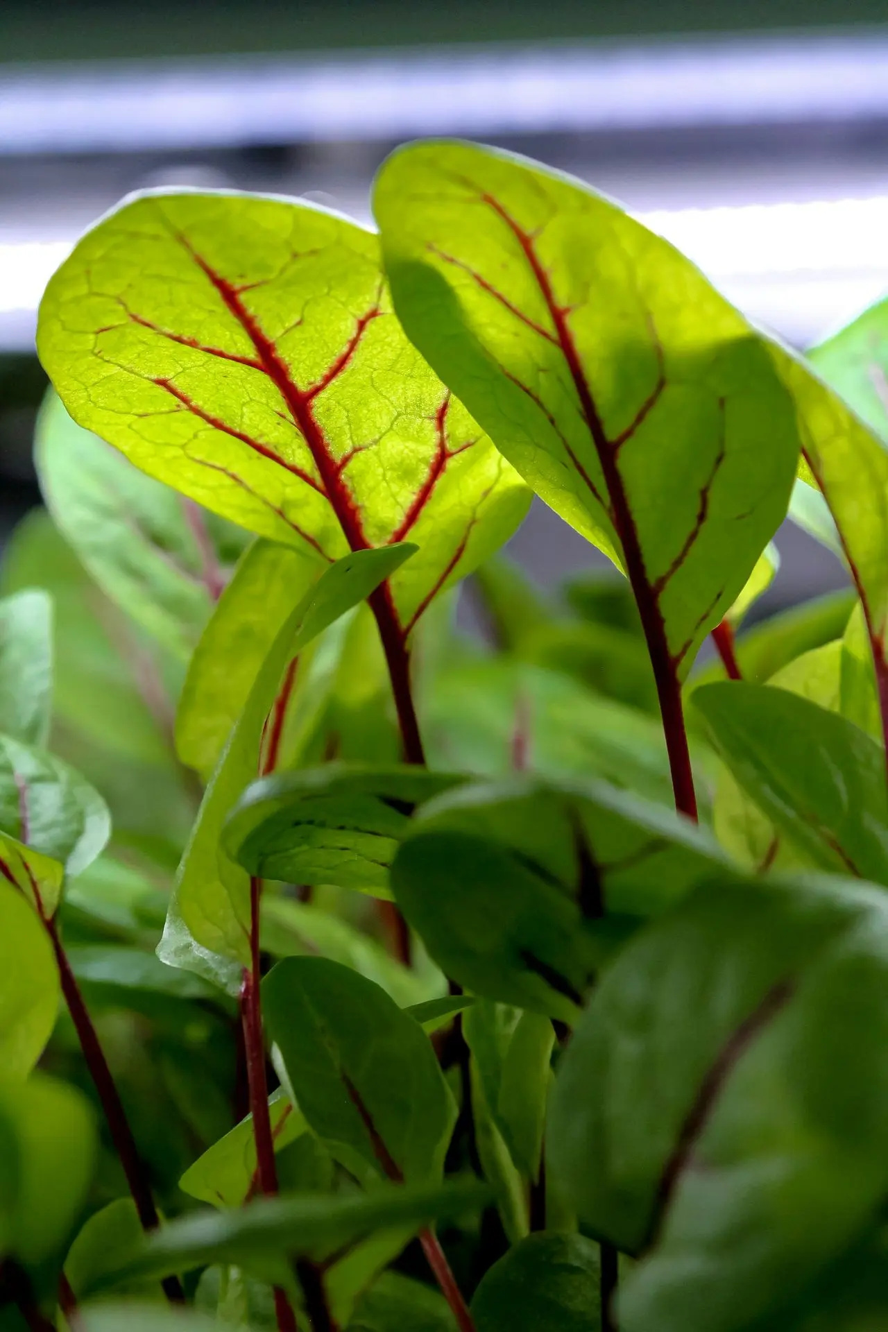 A close up of a plant with green leaves